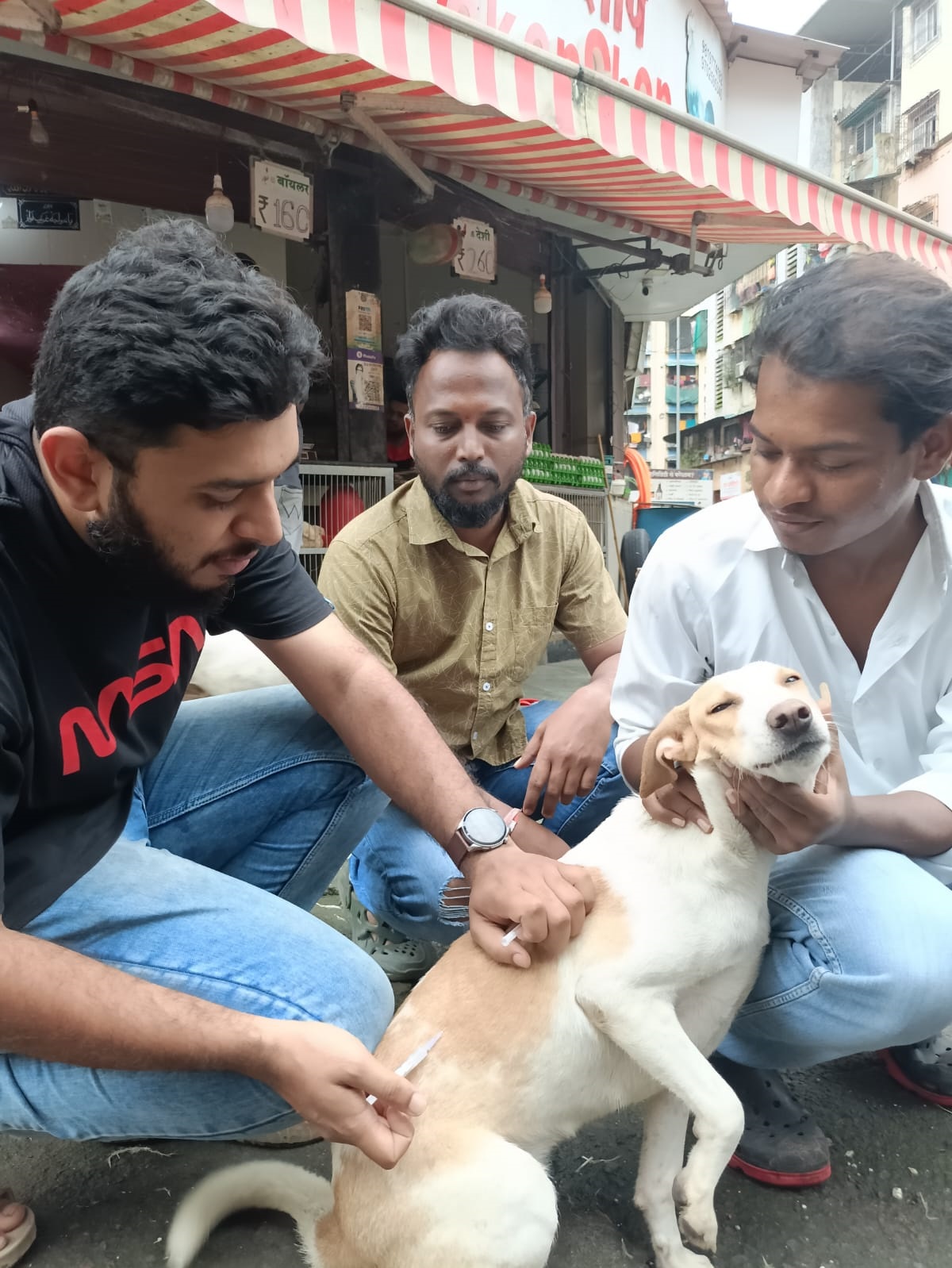 Compassion for Stray Animals 2
