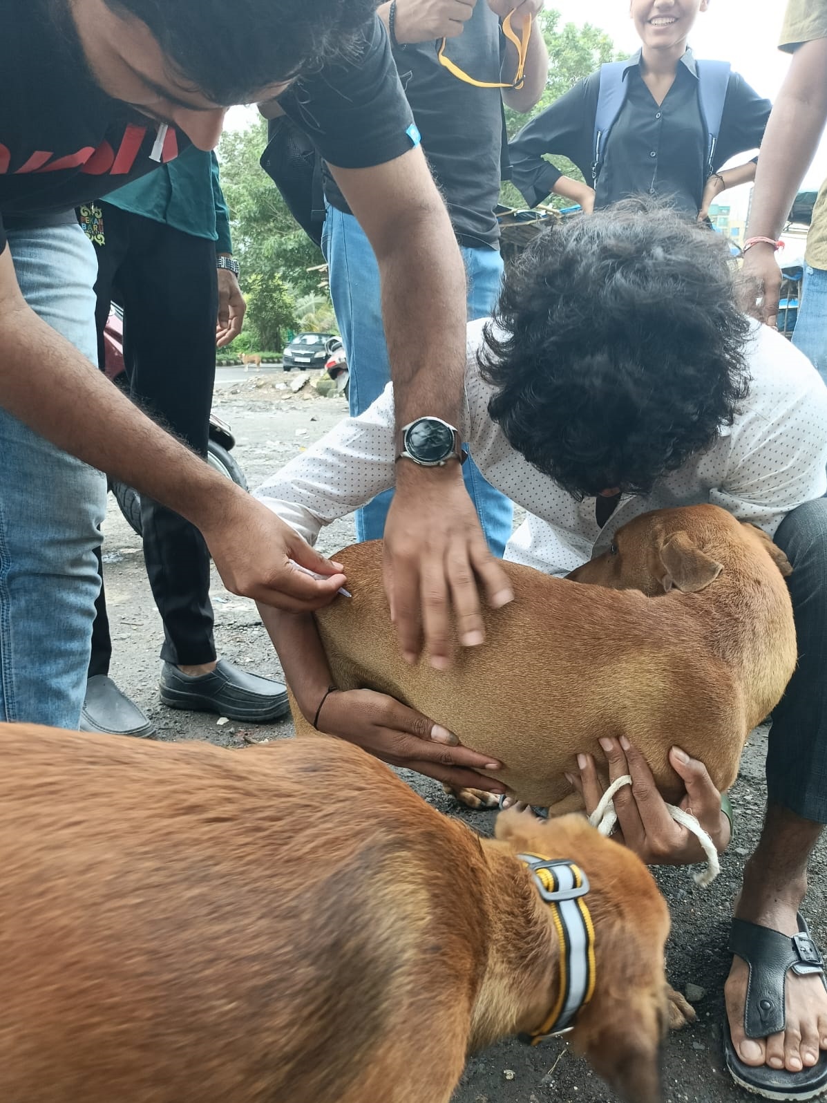Protecting Street Animals 5